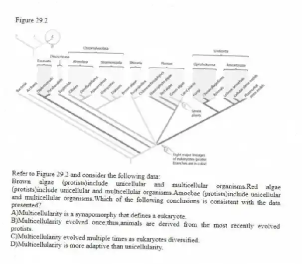 Figure 29.2
-Refer to Figure 29.2 and consider the following data:
Brown algae (protists)include unicellular and multicellular organisms.Red algae (protists)include unicellular and multicellular organisms.Amoebae (protists)include unicellular and multicellular organisms.Which of the following conclusions is consistent with the data presented?
A)Multicellularity is a synapomorphy that defines a eukaryote.
B)Multicellularity evolved once;thus,animals are derived from the most recently evolved protists.
C)Multicellularity evolved multiple times as eukaryotes diversified.
D)Multicellularity is more adaptive than unicellularity.