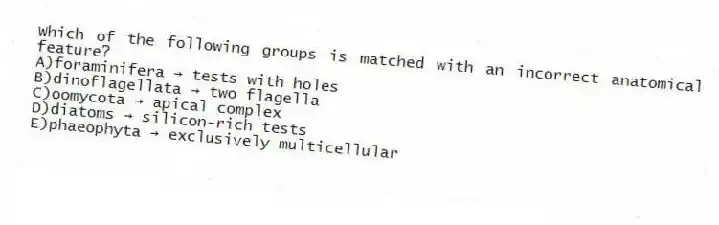 Which of the following groups is matched with an incorrect anatomical feature?
A)foraminifera → tests with holes
B)dinoflagellata → two flagella
C)oomycota → apical complex
D)diatoms → silicon-rich tests
E)phaeophyta → exclusively multicellular