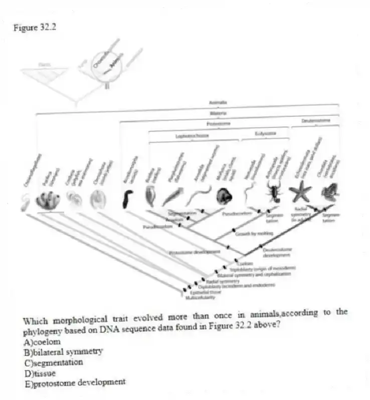 Figure 32.2
-Which morphological trait evolved more than once in animals,according to the phylogeny based on DNA sequence data found in Figure 32.2 above?
A)coelom
B)bilateral symmetry
C)segmentation
D)tissue
E)protostome development