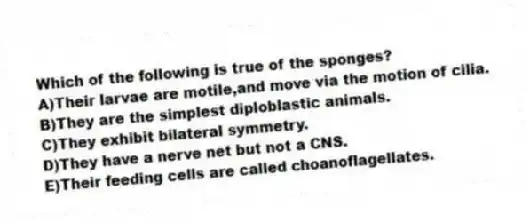 Which of the following is true of the sponges?
A)Their larvae are motile,and move via the motion of cilia.
B)They are the simplest diploblastic animals.
C)They exhibit bilateral symmetry.
D)They have a nerve net but not a CNS.
E)Their feeding cells are called choanoflagellates.