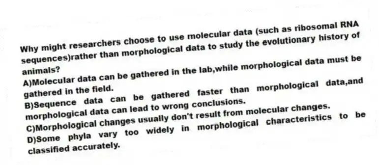 Why might researchers choose to use molecular data (such as ribosomal RNA sequences)rather than morphological data to study the evolutionary history of animals?
A)Molecular data can be gathered in the lab,while morphological data must be gathered in the field.
B)Sequence data can be gathered faster than morphological data,and morphological data can lead to wrong conclusions.
C)Morphological changes usually don't result from molecular changes.
D)Some phyla vary too widely in morphological characteristics to be classified accurately.