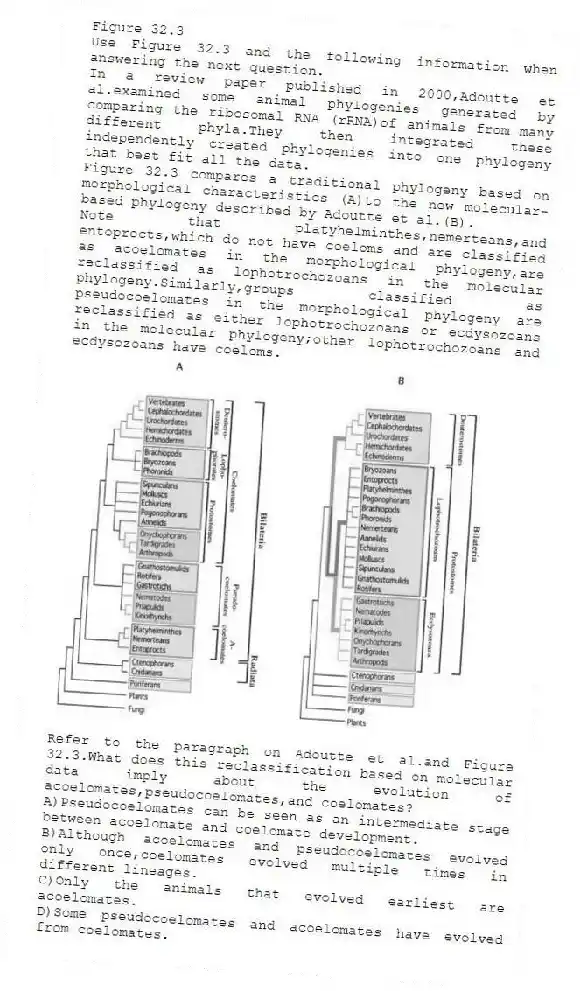 Figure 32.3
Use Figure 32.3 and the following information when answering the next question.
In a review paper published in 2000,Adoutte et al.examined some animal phylogenies generated by comparing the ribosomal RNA (rRNA)of animals from many different phyla.They then integrated these independently created phylogenies into one phylogeny that best fit all the data.
Figure 32.3 compares a traditional phylogeny based on morphological characteristics (A)to the new molecular-based phylogeny described by Adoutte et al.(B).
Note that platyhelminthes,nemerteans,and entoprocts,which do not have coeloms and are classified as acoelomates in the morphological phylogeny,are reclassified as lophotrochozoans in the molecular phylogeny.Similarly,groups classified as pseudocoelomates in the morphological phylogeny are reclassified as either lophotrochozoans or ecdysozoans in the molecular phylogeny;other lophotrochozoans and ecdysozoans have coeloms.
-Refer to the paragraph on Adoutte et al.and Figure 32.3.What does this reclassification based on molecular data imply about the evolution of acoelomates,pseudocoelomates,and coelomates?
A)Pseudocoelomates can be seen as an intermediate stage between acoelomate and coelomate development.
B)Although acoelomates and pseudocoelomates evolved only once,coelomates evolved multiple times in different lineages.
C)Only the animals that evolved earliest are acoelomates.
D)Some pseudocoelomates and acoelomates have evolved from coelomates.