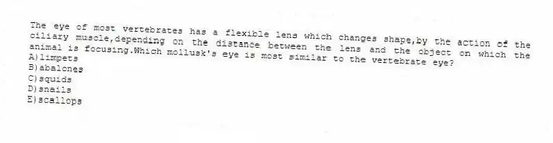The eye of most vertebrates has a flexible lens which changes shape,by the action of the ciliary muscle,depending on the distance between the lens and the object on which the animal is focusing.Which mollusk's eye is most similar to the vertebrate eye?
A)limpets
B)abalones
C)squids
D)snails
E)scallops