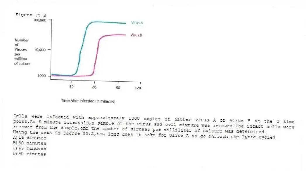 Figure 35.2
-Cells were infected with approximately 1000 copies of either virus A or virus B at the 0 time point.At 5-minute intervals,a sample of the virus and cell mixture was removed.The intact cells were removed from the sample,and the number of viruses per milliliter of culture was determined.
Using the data in Figure 35.2,how long does it take for virus A to go through one lytic cycle?
A)15 minutes
B)30 minutes
C)45 minutes
D)90 minutes