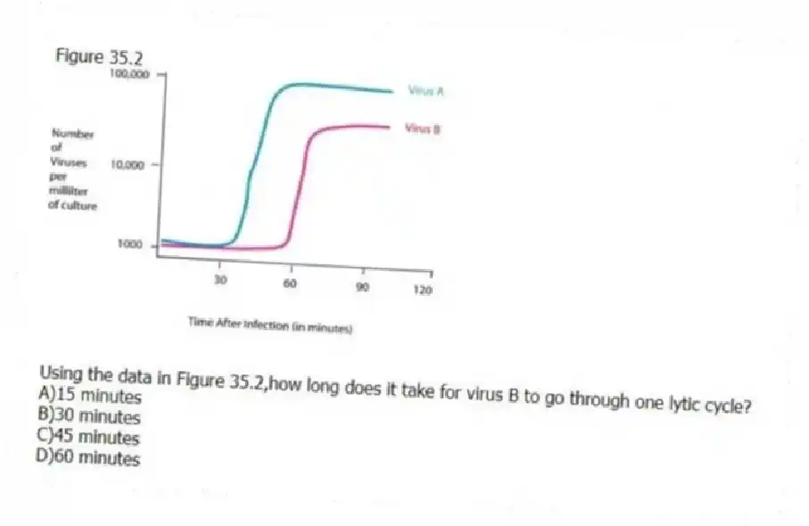 Figure 35.2
-Using the data in Figure 35.2,how long does it take for virus B to go through one lytic cycle?
A)15 minutes
B)30 minutes
C)45 minutes
D)60 minutes