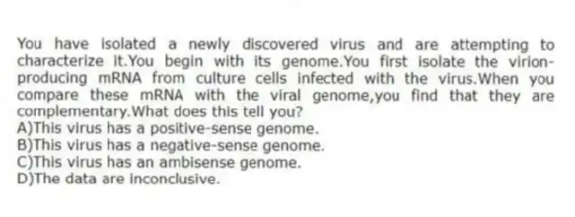 You have isolated a newly discovered virus and are attempting to characterize it.You begin with its genome.You first isolate the virion-producing mRNA from culture cells infected with the virus.When you compare these mRNA with the viral genome,you find that they are complementary.What does this tell you?
A)This virus has a positive-sense genome.
B)This virus has a negative-sense genome.
C)This virus has an ambisense genome.
D)The data are inconclusive.