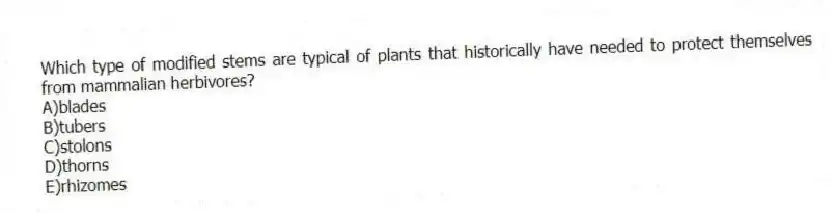 Which type of modified stems are typical of plants that historically have needed to protect themselves from mammalian herbivores?
A)blades
B)tubers
C)stolons
D)thorns
E)rhizomes