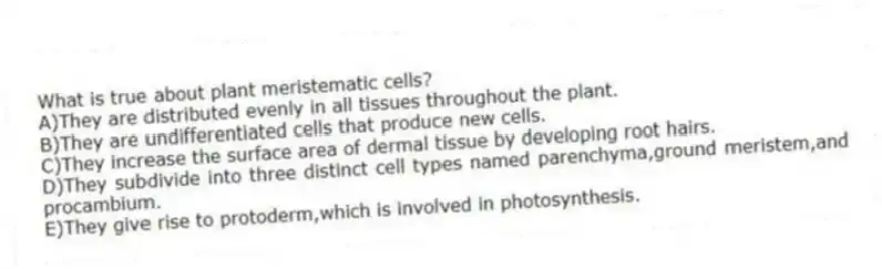 What is true about plant meristematic cells?
A)They are distributed evenly in all tissues throughout the plant.
B)They are undifferentiated cells that produce new cells.
C)They increase the surface area of dermal tissue by developing root hairs.
D)They subdivide into three distinct cell types named parenchyma,ground meristem,and procambium.
E)They give rise to protoderm,which is involved in photosynthesis.