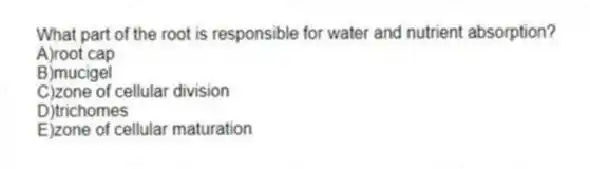 What part of the root is responsible for water and nutrient absorption?
A)root cap
B)mucigel
C)zone of cellular division
D)trichomes
E)zone of cellular maturation
