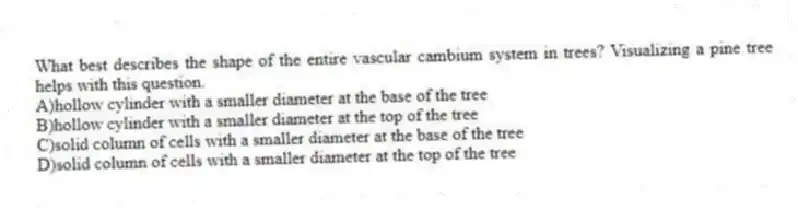 What best describes the shape of the entire vascular cambium system in trees? Visualizing a pine tree helps with this question.
A)hollow cylinder with a smaller diameter at the base of the tree
B)hollow cylinder with a smaller diameter at the top of the tree
C)solid column of cells with a smaller diameter at the base of the tree
D)solid column of cells with a smaller diameter at the top of the tree