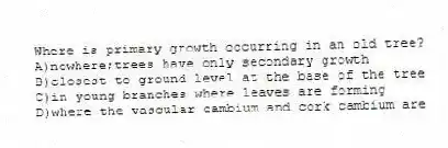 Where is primary growth occurring in an old tree?
A)nowhere;trees have only secondary growth
B)closest to ground level at the base of the tree
C)in young branches where leaves are forming
D)where the vascular cambium and cork cambium are