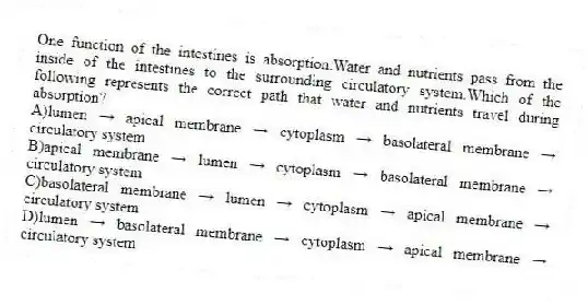 One function of the intestines is absorption.Water and nutrients pass from the inside of the intestines to the surrounding circulatory system.Which of the following represents the correct path that water and nutrients travel during absorption?
A)lumen → apical membrane → cytoplasm → basolateral membrane → circulatory system
B)apical membrane → lumen → cytoplasm → basolateral membrane → circulatory system
C)basolateral membrane → lumen → cytoplasm → apical membrane → circulatory system
D)lumen → basolateral membrane → cytoplasm → apical membrane → circulatory system