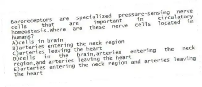 Baroreceptors are specialized pressure-sensing nerve cells that are important in circulatory homeostasis.Where are these nerve cells located in humans?
A)cells in brain
B)arteries entering the neck region
C)arteries leaving the heart
D)cells in the brain,arteries entering the neck region,and arteries leaving the heart
E)arteries entering the neck region and arteries leaving the heart
