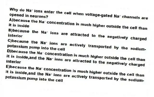 Why do Na⁺ ions enter the cell when voltage-gated Na⁺ channels are opened in neurons?
A)because the Na⁺ concentration is much higher outside the cell than it is inside
B)because the Na⁺ ions are attracted to the negatively charged interior
C)because the Na⁺ ions are actively transported by the sodium-potassium pump into the cell
D)because the Na⁺ concentration is much higher outside the cell than it is inside,and the Na⁺ ions are attracted to the negatively charged interior
E)because the Na⁺ concentration is much higher outside the cell than it is inside,and the Na⁺ ions are actively transported by the sodium-potassium pump into the cell