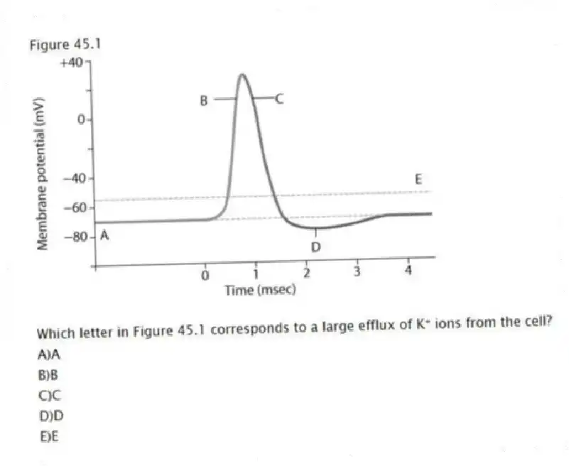 Figure 45.1
-Which letter in Figure 45.1 corresponds to a large efflux of K⁺ ions from the cell?
A)A
B)B
C)C
D)D