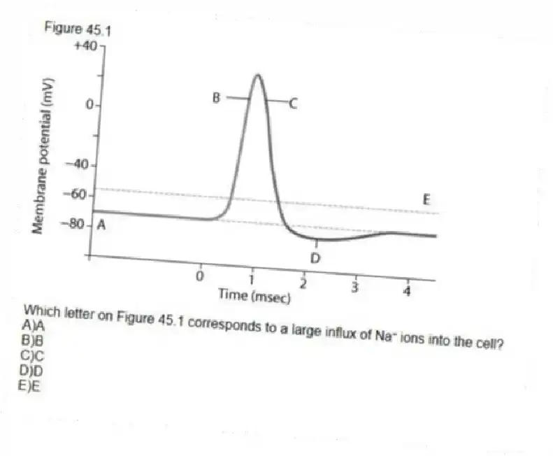 Figure 45.1
-Which letter on Figure 45.1 corresponds to a large influx of Na⁺ ions into the cell?
A)A
B)B
C)C
D)D