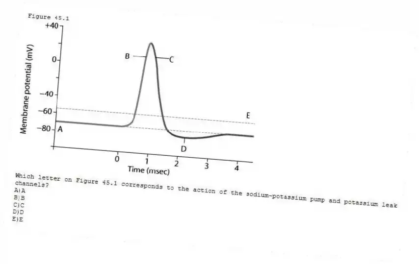 Figure 45.1
-Which letter on Figure 45.1 corresponds to the action of the sodium-potassium pump and potassium leak channels?
A)A
B)B
C)C
D)D