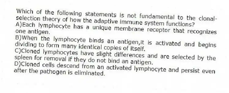 Which of the following statements is not fundamental to the clonal-selection theory of how the adaptive immune system functions?
A)Each lymphocyte has a unique membrane receptor that recognizes one antigen.
B)When the lymphocyte binds an antigen,it is activated and begins dividing to form many identical copies of itself.
C)Cloned lymphocytes have slight differences and are selected by the spleen for removal if they do not bind an antigen.
D)Cloned cells descend from an activated lymphocyte and persist even after the pathogen is eliminated.