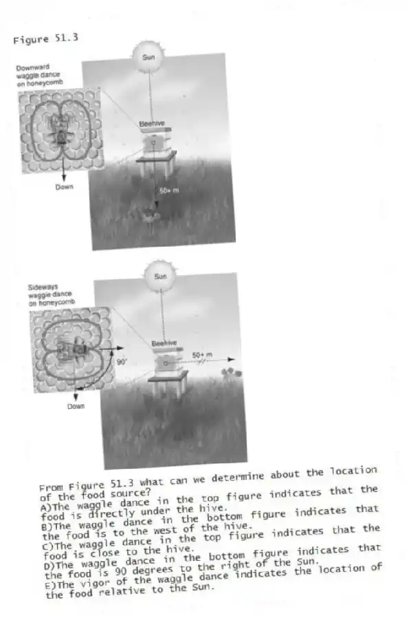 Figure 51.3
-From Figure 51.3 what can we determine about the location of the food source?
A)The waggle dance in the top figure indicates that the food is directly under the hive.
B)The waggle dance in the bottom figure indicates that the food is to the west of the hive.
C)The waggle dance in the top figure indicates that the food is close to the hive.
D)The waggle dance in the bottom figure indicates that the food is 90 degrees to the right of the Sun.
E)The vigor of the waggle dance indicates the location of the food relative to the Sun.