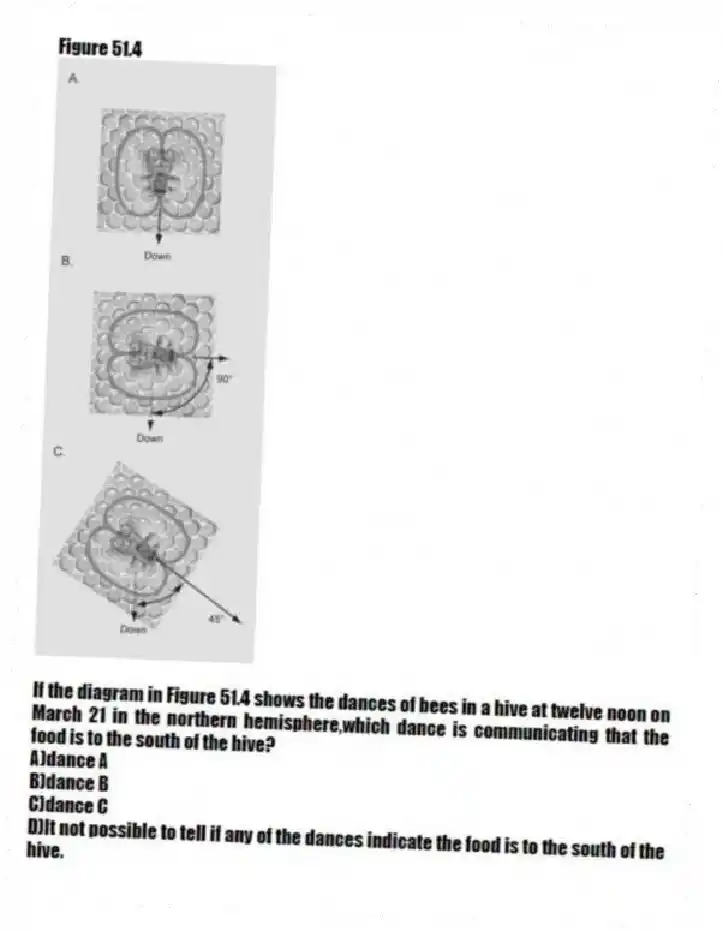 Figure 51.4 
-If the diagram in Figure 51.4 shows the dances of bees in a hive at twelve noon on March 21 in the northern hemisphere,which dance is communicating that the food is to the south of the hive?
A)dance A 
B)dance B 
C)dance C 
D)It not possible to tell if any of the dances indicate the food is to the south of the hive.
