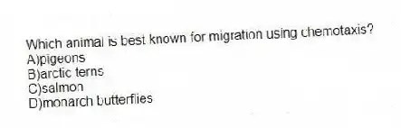Which animal is best known for migration using chemotaxis?
A)pigeons
B)arctic terns
C)salmon
D)monarch butterflies