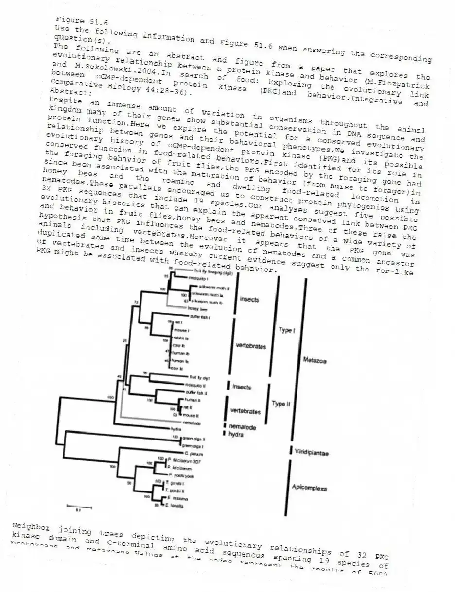 Figure 51.6
Use the following information and Figure 51.6 when answering the corresponding question(s).
The following are an abstract and figure from a paper that explores the evolutionary relationship between a protein kinase and behavior (M.Fitzpatrick and M.Sokolowski.2004.In search of food: Exploring the evolutionary link between cGMP-dependent protein kinase (PKG)and behavior.Integrative and Comparative Biology 44:28-36).
Abstract:
Despite an immense amount of variation in organisms throughout the animal kingdom many of their genes show substantial conservation in DNA sequence and protein function.Here we explore the potential for a conserved evolutionary relationship between genes and their behavioral phenotypes.We investigate the evolutionary history of cGMP-dependent protein kinase (PKG)and its possible conserved function in food-related behaviors.First identified for its role in the foraging behavior of fruit flies,the PKG encoded by the foraging gene had since been associated with the maturation of behavior (from nurse to forager)in honey bees and the roaming and dwelling food-related locomotion in nematodes.These parallels encouraged us to construct protein phylogenies using 32 PKG sequences that include 19 species.Our analyses suggest five possible evolutionary histories that can explain the apparent conserved link between PKG and behavior in fruit flies,honey bees and nematodes.Three of these raise the hypothesis that PKG influences the food-related behaviors of a wide variety of animals including vertebrates.Moreover it appears that the PKG gene was duplicated some time between the evolution of nematodes and a common ancestor of vertebrates and insects whereby current evidence suggest only the for-like PKG might be associated with food-related behavior.
Neighbor joining trees depicting the evolutionary relationships of 32 PKG kinase domain and C-terminal amino acid sequences spanning 19 species of protozoans and metazoans.Values at the nodes represent the results of 5000 bootstrap replications.Lineages with known behavioral links with PKG are indicated by gray branches.
-Using Figure 51.6 and the accompanying paragraph,and knowing that the PKG encoded by the foraging gene has recently been associated with the maturation of out-of-nest behavior in honeybees,what would be a logical explanation for this relationship?
A)As animals mature,they require more food;therefore,PKG levels must increase.
B)As animals mature,they are more likely to forage;therefore,PKG levels must increase.
C)As animals mature,they respond to pheromones from the queen,which increases PKG levels.
D)As animals mature,they are able to fly,an activity that is connected to the increase in PKG levels.