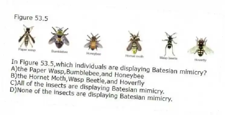 Figure 53.5
-In Figure 53.5,which individuals are displaying Batesian mimicry?
A)the Paper Wasp,Bumblebee,and Honeybee
B)the Hornet Moth,Wasp Beetle,and Hoverfly
C)All of the insects are displaying Batesian mimicry.
D)None of the insects are displaying Batesian mimicry.