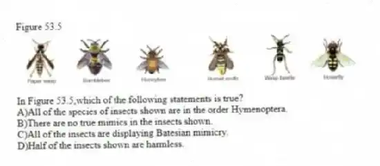 Figure 53.5
-In Figure 53.5,which of the following statements is true?
A)All of the species of insects shown are in the order Hymenoptera.
B)There are no true mimics in the insects shown.
C)All of the insects are displaying Batesian mimicry.
D)Half of the insects shown are harmless.