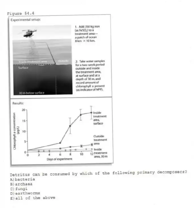 Figure 54.4
-Detritus can be consumed by which of the following primary decomposers?
A)bacteria
B)archaea
C)fungi
D)earthworms
E)all of the above