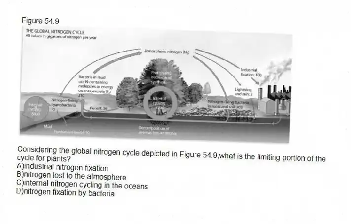Figure 54.9
-Considering the global nitrogen cycle depicted in Figure 54.9,what is the limiting portion of the cycle for plants?
A)industrial nitrogen fixation
B)nitrogen lost to the atmosphere
C)internal nitrogen cycling in the oceans
D)nitrogen fixation by bacteria