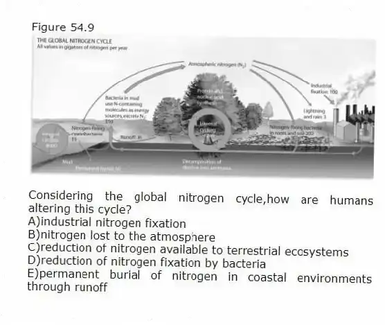 Figure 54.9
-Considering the global nitrogen cycle,how are humans altering this cycle?
A)industrial nitrogen fixation
B)nitrogen lost to the atmosphere
C)reduction of nitrogen available to terrestrial ecosystems
D)reduction of nitrogen fixation by bacteria
E)permanent burial of nitrogen in coastal environments through runoff