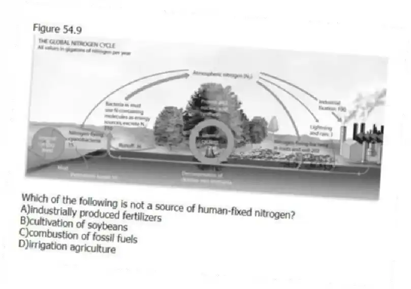 Figure 54.9 
-Which of the following is not a source of human-fixed nitrogen?
A)industrially produced fertilizers 
B)cultivation of soybeans 
C)combustion of fossil fuels 
D)irrigation agriculture

