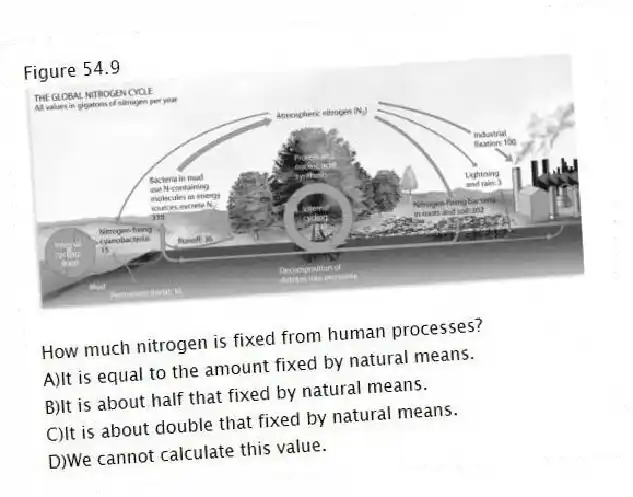 Figure 54.9
-How much nitrogen is fixed from human processes?
A)It is equal to the amount fixed by natural means.
B)It is about half that fixed by natural means.
C)It is about double that fixed by natural means.
D)We cannot calculate this value.