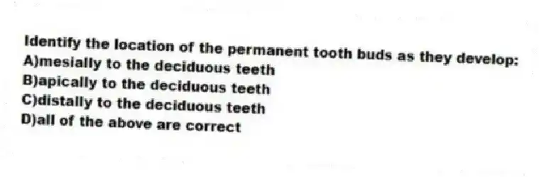 Identify the location of the permanent tooth buds as they develop:
A)mesially to the deciduous teeth
B)apically to the deciduous teeth
C)distally to the deciduous teeth
D)all of the above are correct