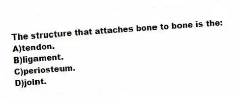The structure that attaches bone to bone is the:
A)tendon.
B)ligament.
C)periosteum.
D)joint.