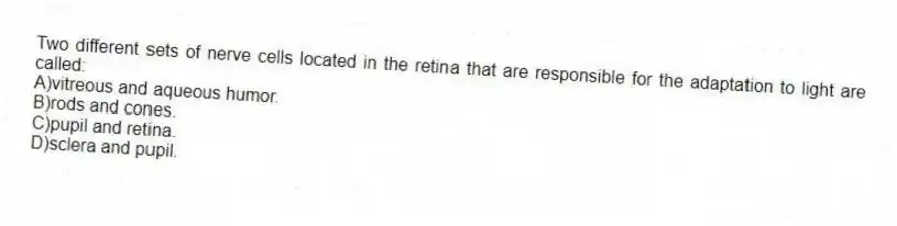 Two different sets of nerve cells located in the retina that are responsible for the adaptation to light are called:
A)vitreous and aqueous humor.
B)rods and cones.
C)pupil and retina.
D)sclera and pupil.