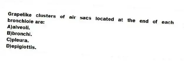 Grapelike clusters of air sacs located at the end of each bronchiole are:
A)alveoli.
B)bronchi.
C)pleura.
D)epiglottis.