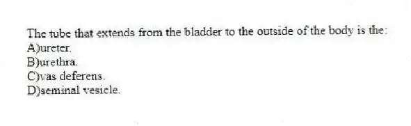 The tube that extends from the bladder to the outside of the body is the:
A)ureter.
B)urethra.
C)vas deferens.
D)seminal vesicle.