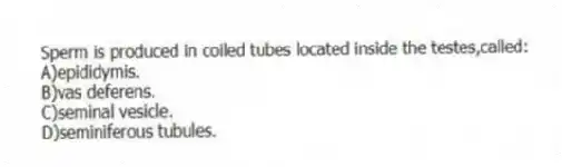 Sperm is produced in coiled tubes located inside the testes,called:
A)epididymis.
B)vas deferens.
C)seminal vesicle.
D)seminiferous tubules.