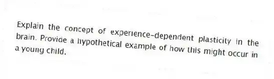 Explain the concept of experience-dependent plasticity in the brain. Provide a hypothetical example of how this might occur in a young child.