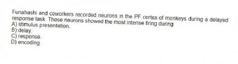 Funahashi and coworkers recorded neurons in the PF cortex of monkeys during a delayed response task. These neurons showed the most intense firing during
A) stimulus presentation.
B) delay.
C) response.
D) encoding.