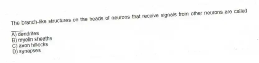 The branch-like structures on the heads of neurons that receive signals from other neurons are called ____.
A) dendrites
B) myelin sheaths
C) axon hillocks
D) synapses