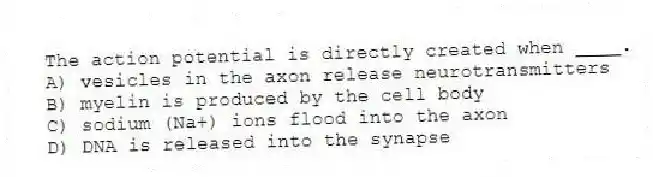 The action potential is directly created when ____.
A) vesicles in the axon release neurotransmitters
B) myelin is produced by the cell body
C) sodium (Na+) ions flood into the axon
D) DNA is released into the synapse