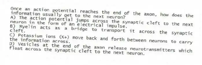 Once an action potential reaches the end of the axon, how does the information usually get to the next neuron?
A) The action potential jumps across the synaptic cleft to the next neuron in the form of an electrical impulse.
B) Myelin acts as a bridge to transport it across the synaptic cleft.
C) Potassium ions (K+) move back and forth between neurons to carry the information across.
D) Vesicles at the end of the axon release neurotransmitters which float across the synaptic cleft to the next neuron.