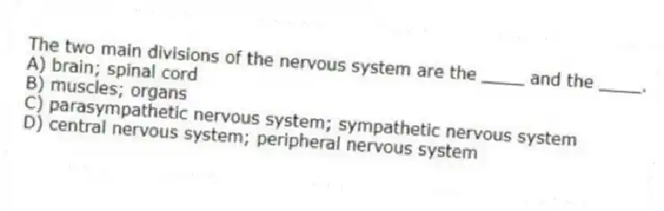 The two main divisions of the nervous system are the ____ and the ____.
A) brain; spinal cord
B) muscles; organs
C) parasympathetic nervous system; sympathetic nervous system
D) central nervous system; peripheral nervous system