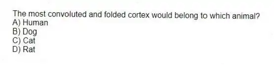 The most convoluted and folded cortex would belong to which animal?
A) Human
B) Dog
C) Cat
D) Rat