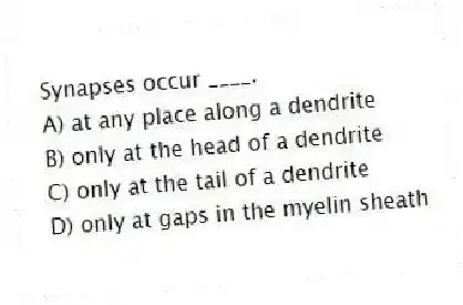 Synapses occur ____.
A) at any place along a dendrite
B) only at the head of a dendrite
C) only at the tail of a dendrite
D) only at gaps in the myelin sheath