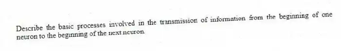 Describe the basic processes involved in the transmission of information from the beginning of one neuron to the beginning of the next neuron.