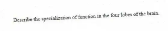 Describe the specialization of function in the four lobes of the brain.