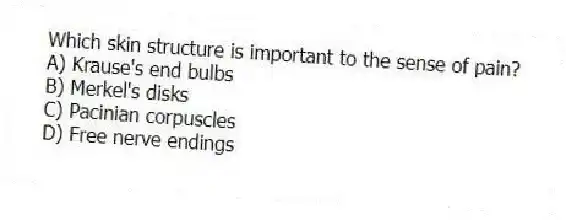 Which skin structure is important to the sense of pain?
A) Krause's end bulbs
B) Merkel's disks
C) Pacinian corpuscles
D) Free nerve endings